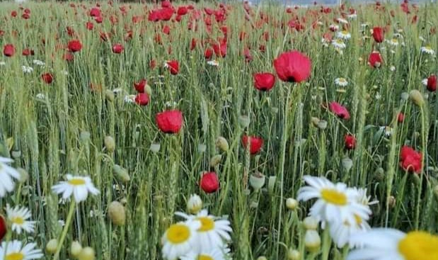 21 Mart Dünya Şiir Günü Kutlu Olsun
