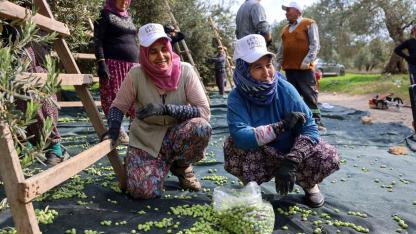 Akhisar’da Hasat Başladı: “Kıracaksan Zeytin Kır, Kalp Kırma”