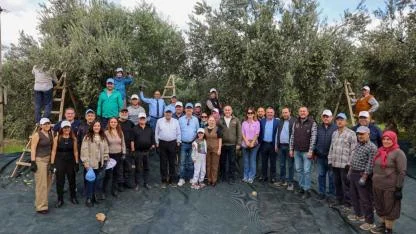 Akhisar’da Zeytin Hasadı “Kıracaksan Zeytin Kır, Kalp Kırma” Sloganıyla Başladı
