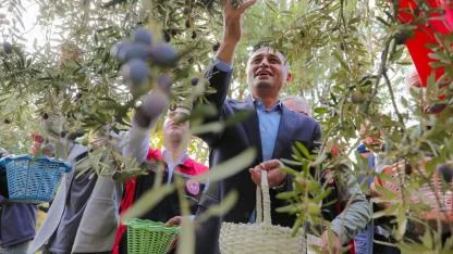 Aliağa’da Zeytin Hasadı Şenlik Havasında Başladı