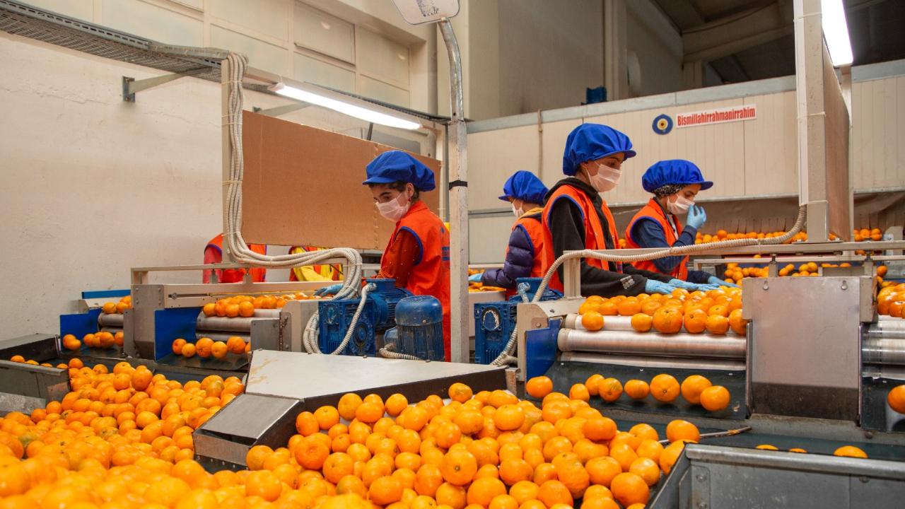 Satsuma Mandalina İhracatı 17 Ekim’de Başlıyor
