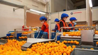 Satsuma Mandalina İhracatı 17 Ekim’de Başlıyor