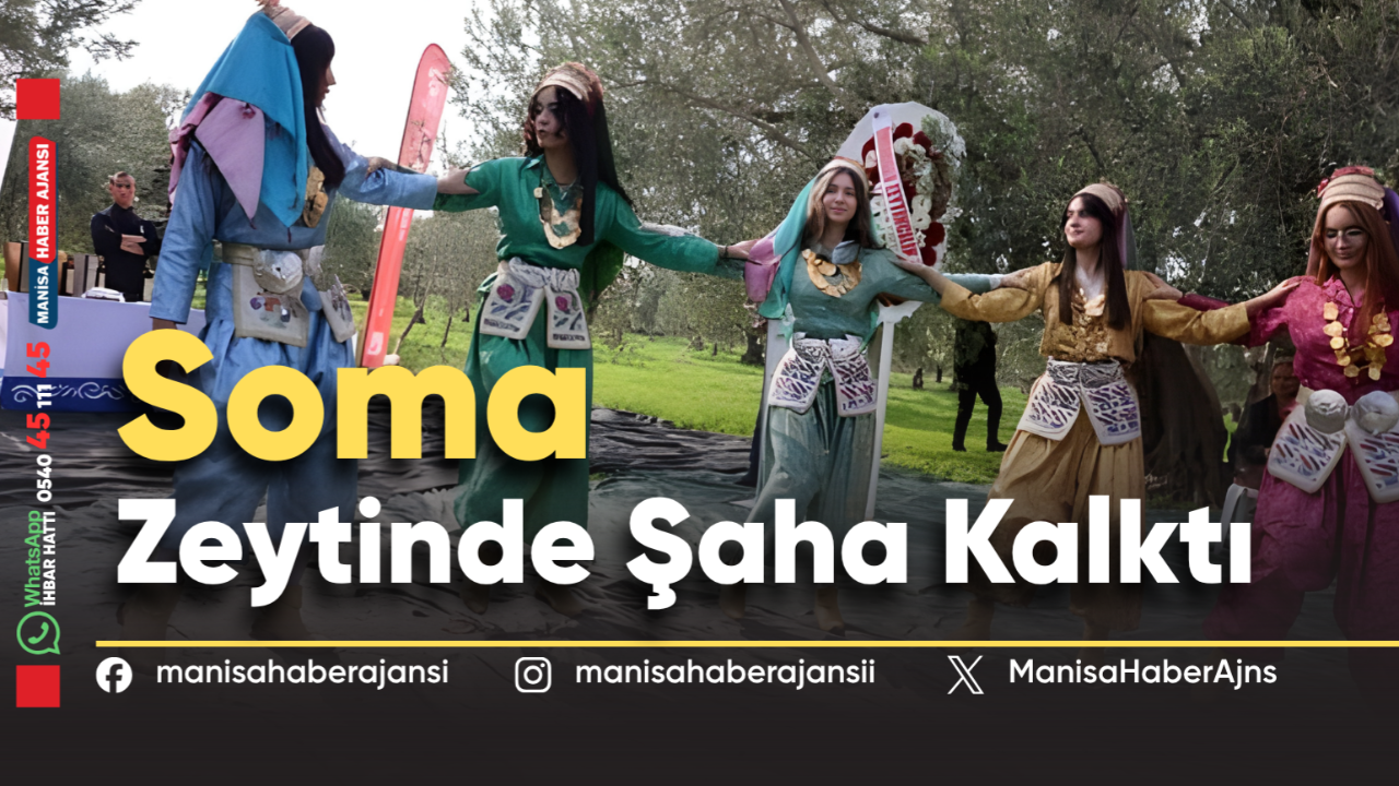 Kömürün Kenti, Zeytinin Bereketi: Soma Zeytinde Şaha Kalktı