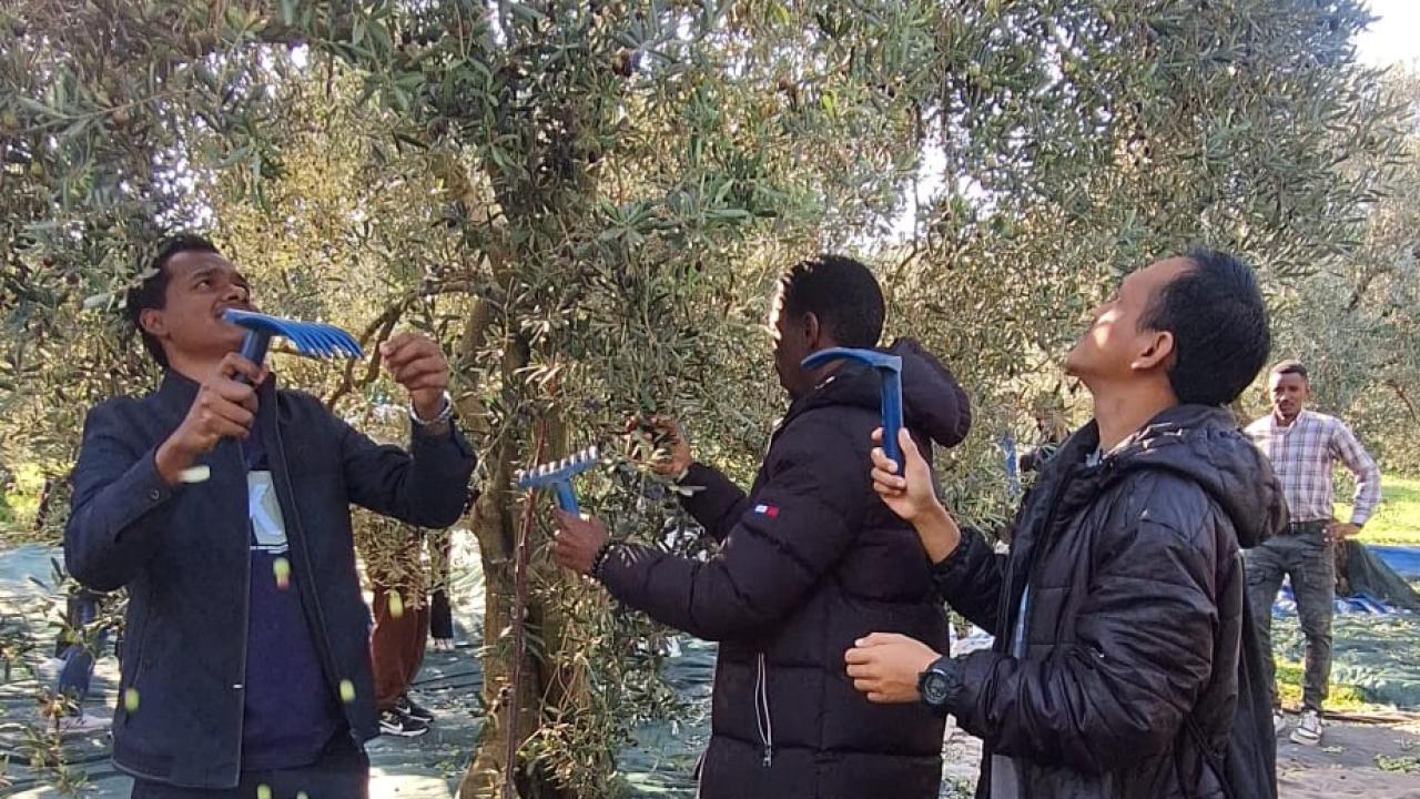 Uluslararası Öğrenciler Zeytin Hasadında Buluştu: “Yunusemre’nin İzinde Kardeşlik”