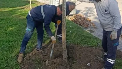 Yunusemre’de Sonbahar Ağaçlandırması Hızlandı