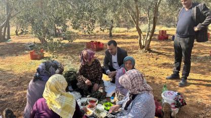 Zeytin Üreticisi Başevirgen’e Dert Yandı: “Bu Fiyatlarla Kazanç Mümkün Değil”