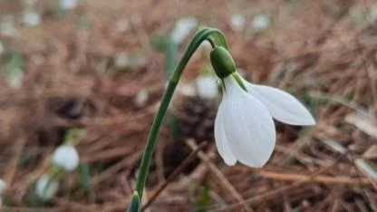 Manisa'nın Zirvesindeki Saklı Hazine