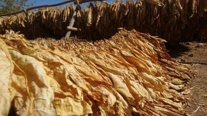 Manisa tarımında 1 milyar dolarlık ihracat