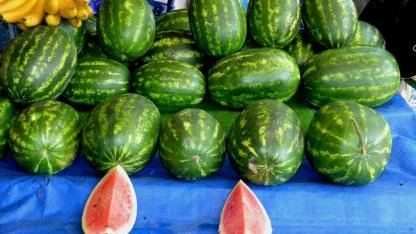 Mart Ayında Karpuz Dönemi Başladı