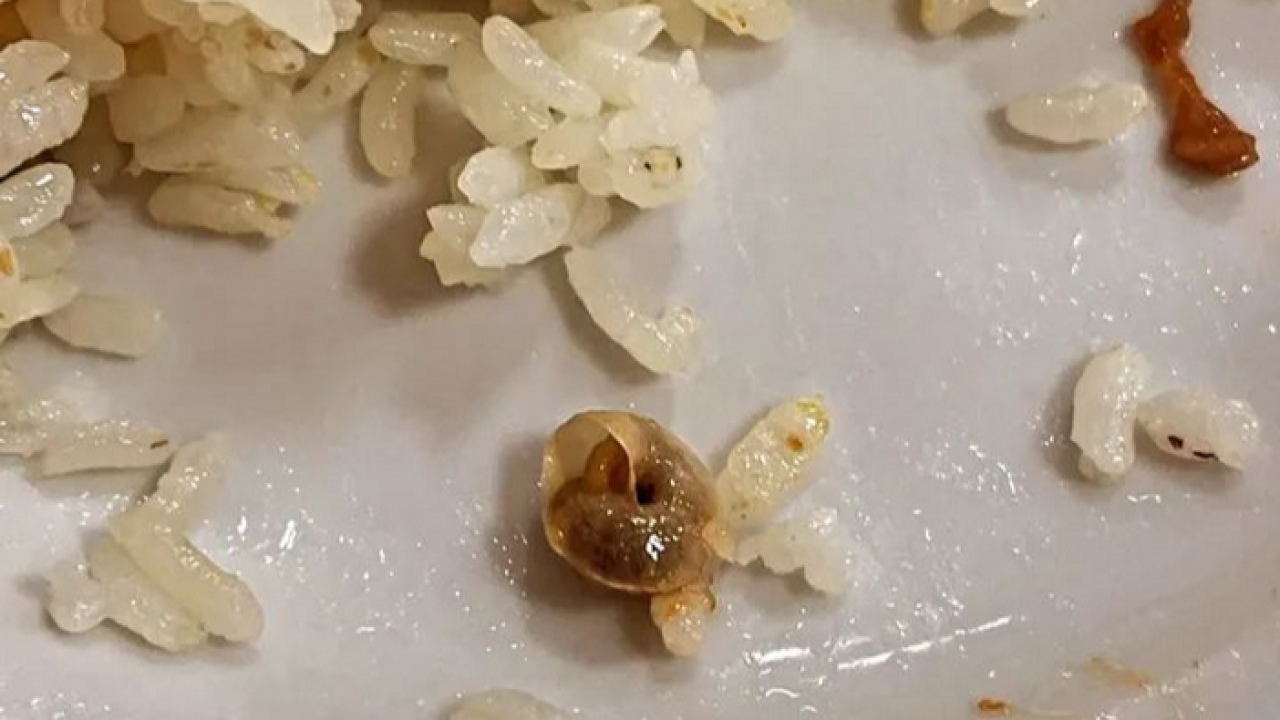 Manisa’da Skandal Görüntü: Öğrenci Yemeğinden Salyangoz Çıktı