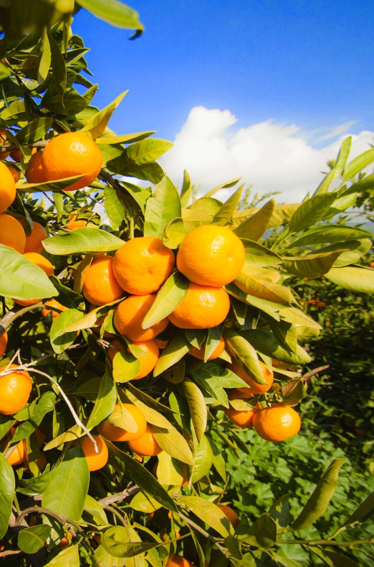 Satsuma Mandalina İhracatı 17 Ekim’de Başlıyor