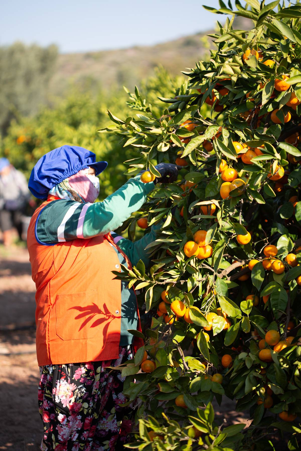 Satsuma Mandalina İhracatı 17 Ekim’de Başlıyor