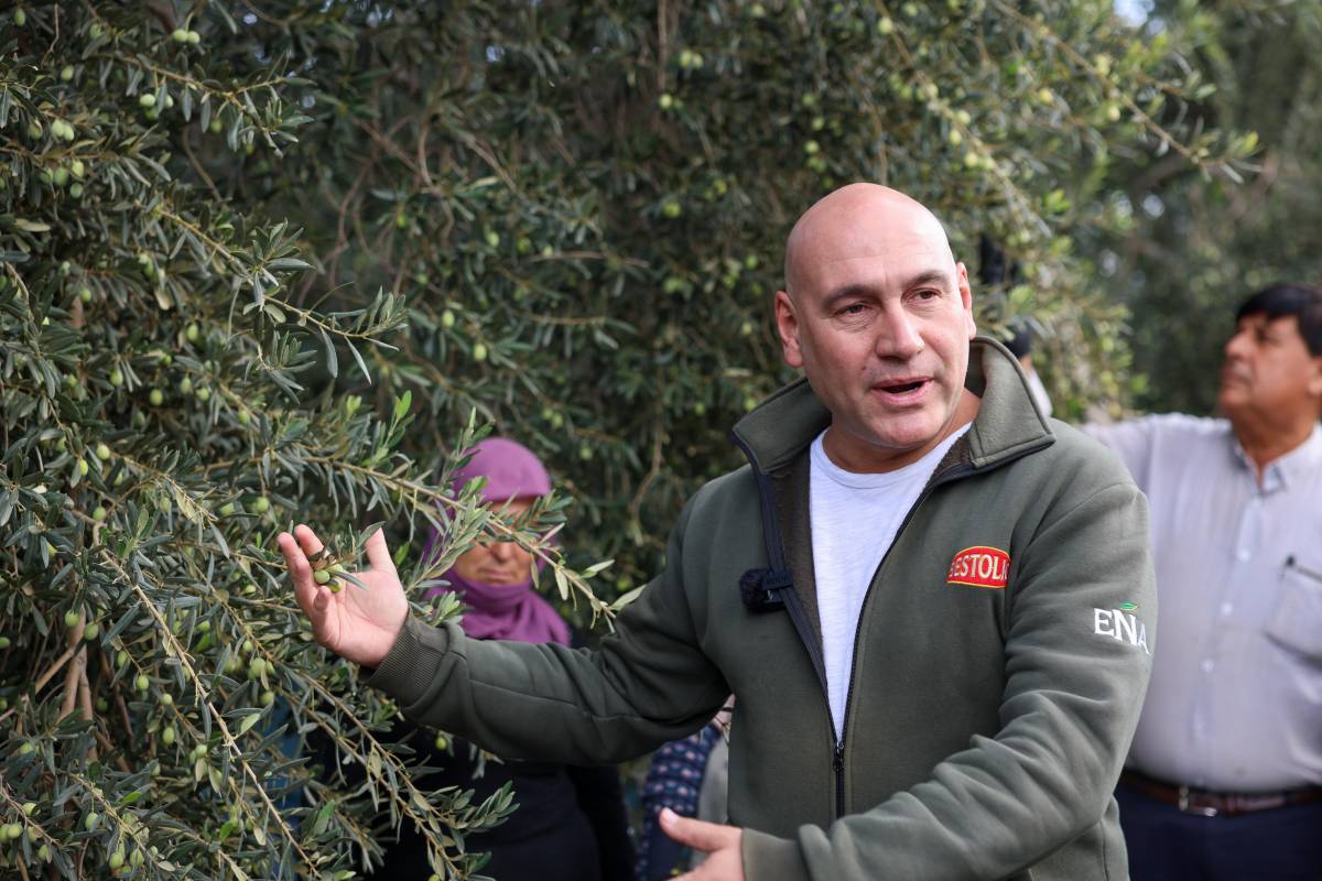 Akhisar’da Hasat Başladı: “Kıracaksan Zeytin Kır, Kalp Kırma”