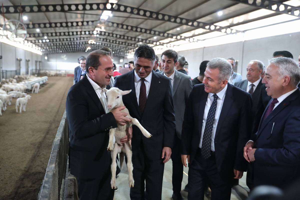 Aliağa’da Üreticiye Hibeli Koç ve Koyun Desteği