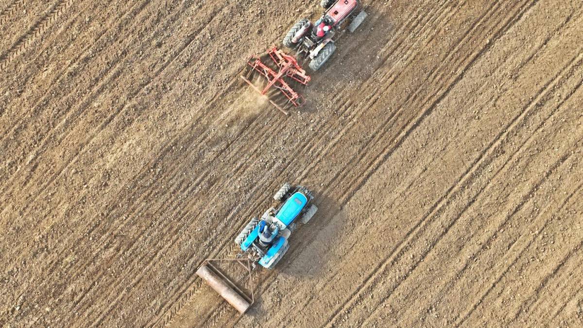 Akhisar Belediyesi 125 Dönümlük Arazide Buğday ve Arpa Ekti