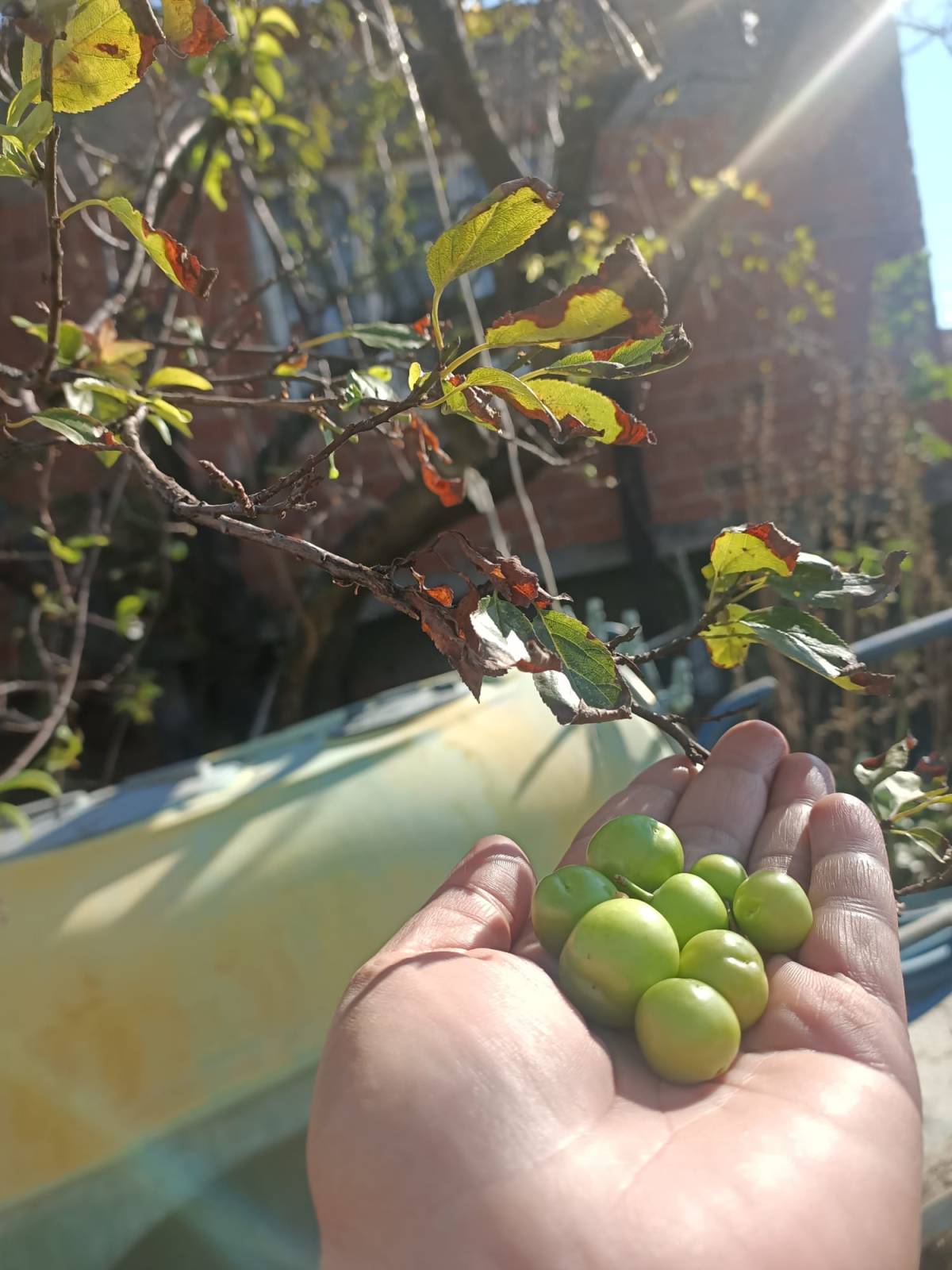 Akhisar’da Zeytin Bahçesinde Sürpriz: Kasımda Erik Meyvesi!