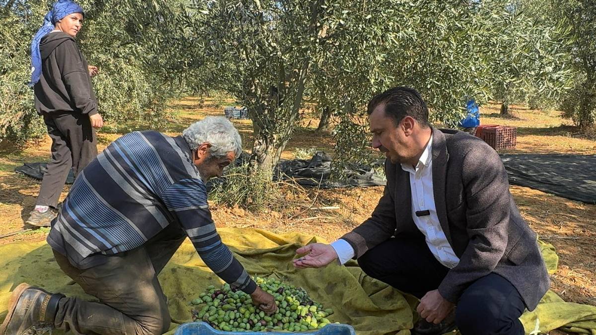 Zeytin Üreticisi Başevirgen’e Dert Yandı: “Bu Fiyatlarla Kazanç Mümkün Değil”