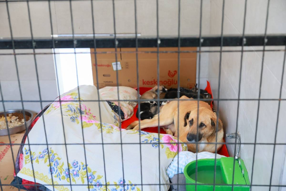 Yunusemre Hayvan Yaşam Merkezi can dostlara yuva oldu