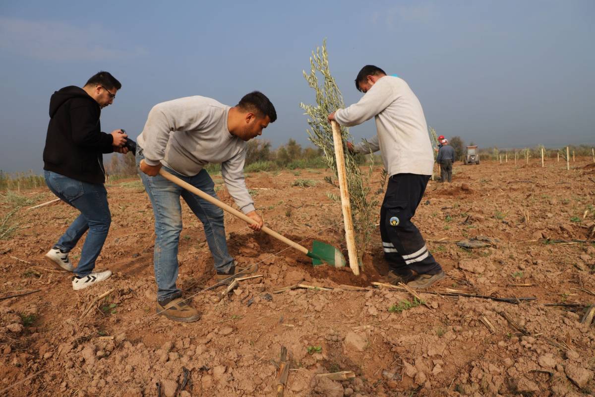 Turgutlu Belediyesinden örnek uygulama: 1790 zeytin ağacı dikildi