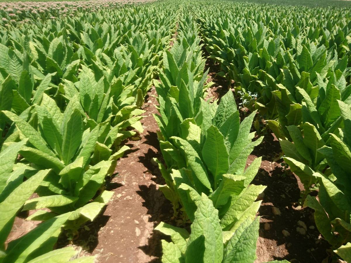 Manisa tütünde üretim ve ihracat rekoru kırdı