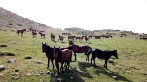 Manisa'nın Zirvesindeki Saklı Hazine