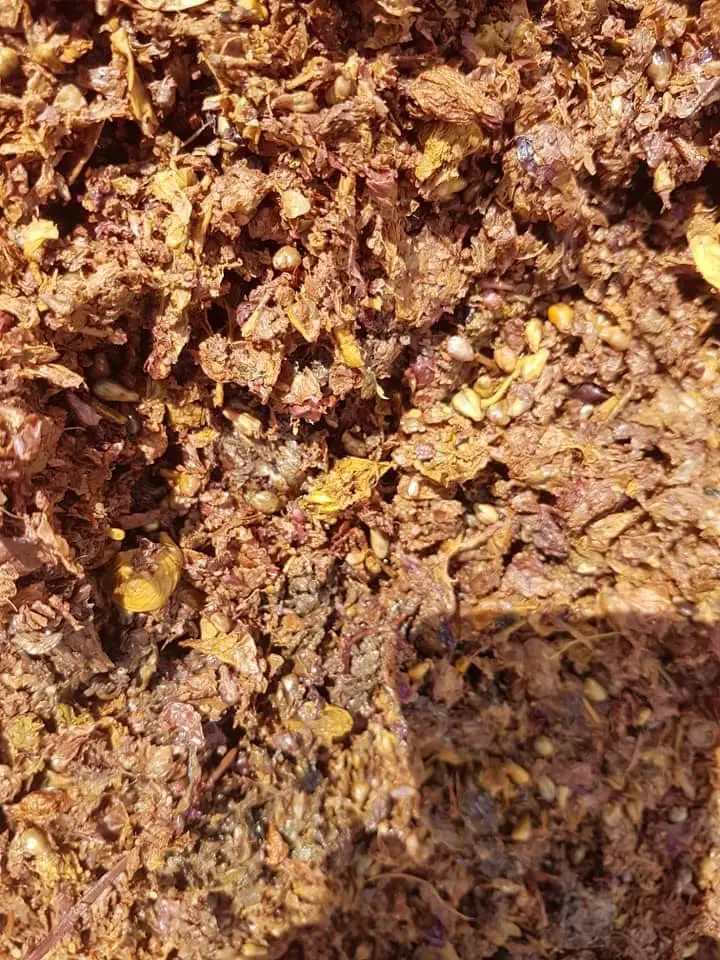 Üzüm posasından Omega 3 zengini tek hücre yağı