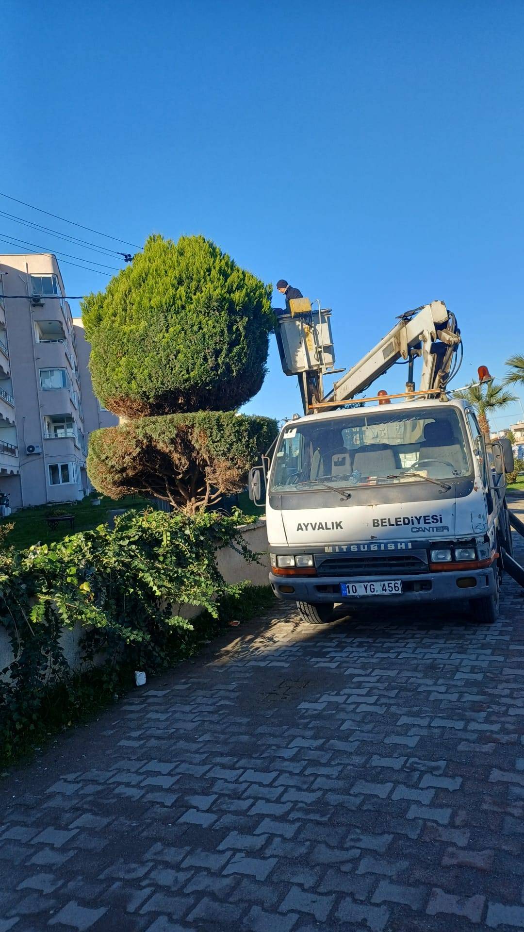 Ayvalık’ta Kış Seferberliği: Odunlar Yuvayı Isıtıyor