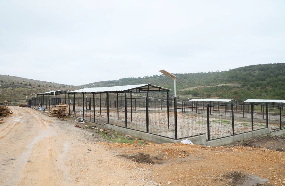 Şehzadeler Hayvan Barınağı boşaltıldı, 605 köpek taşındı