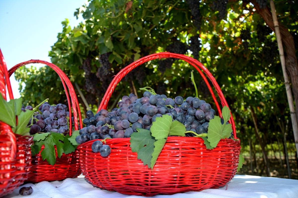 Manisa tarımında 1 milyar dolarlık ihracat