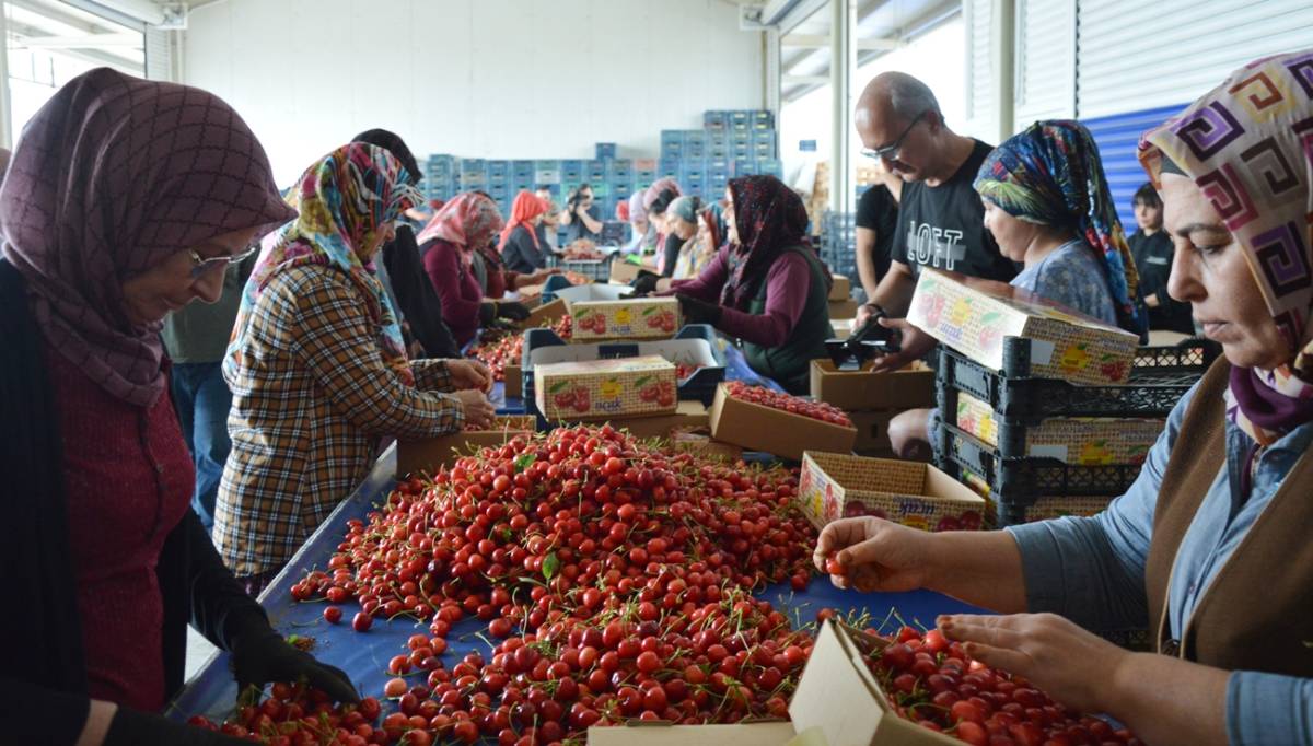 Manisa tarımında 1 milyar dolarlık ihracat