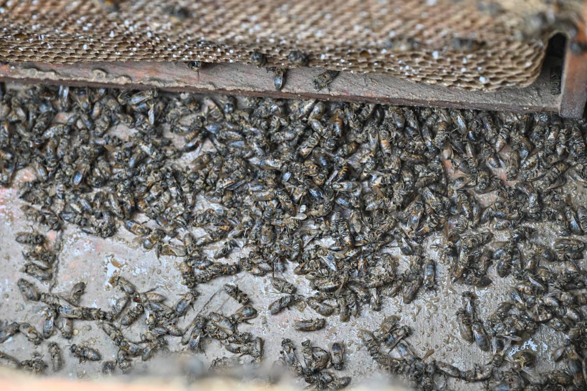 Büyükşehir, Selden Etkilenen Arıcıya 40 Kovan Desteği Sağladı