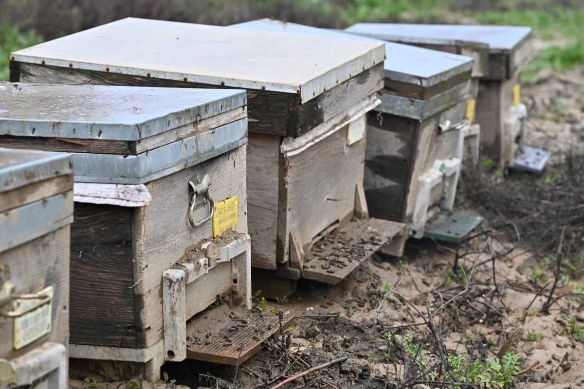 Büyükşehir, Selden Etkilenen Arıcıya 40 Kovan Desteği Sağladı