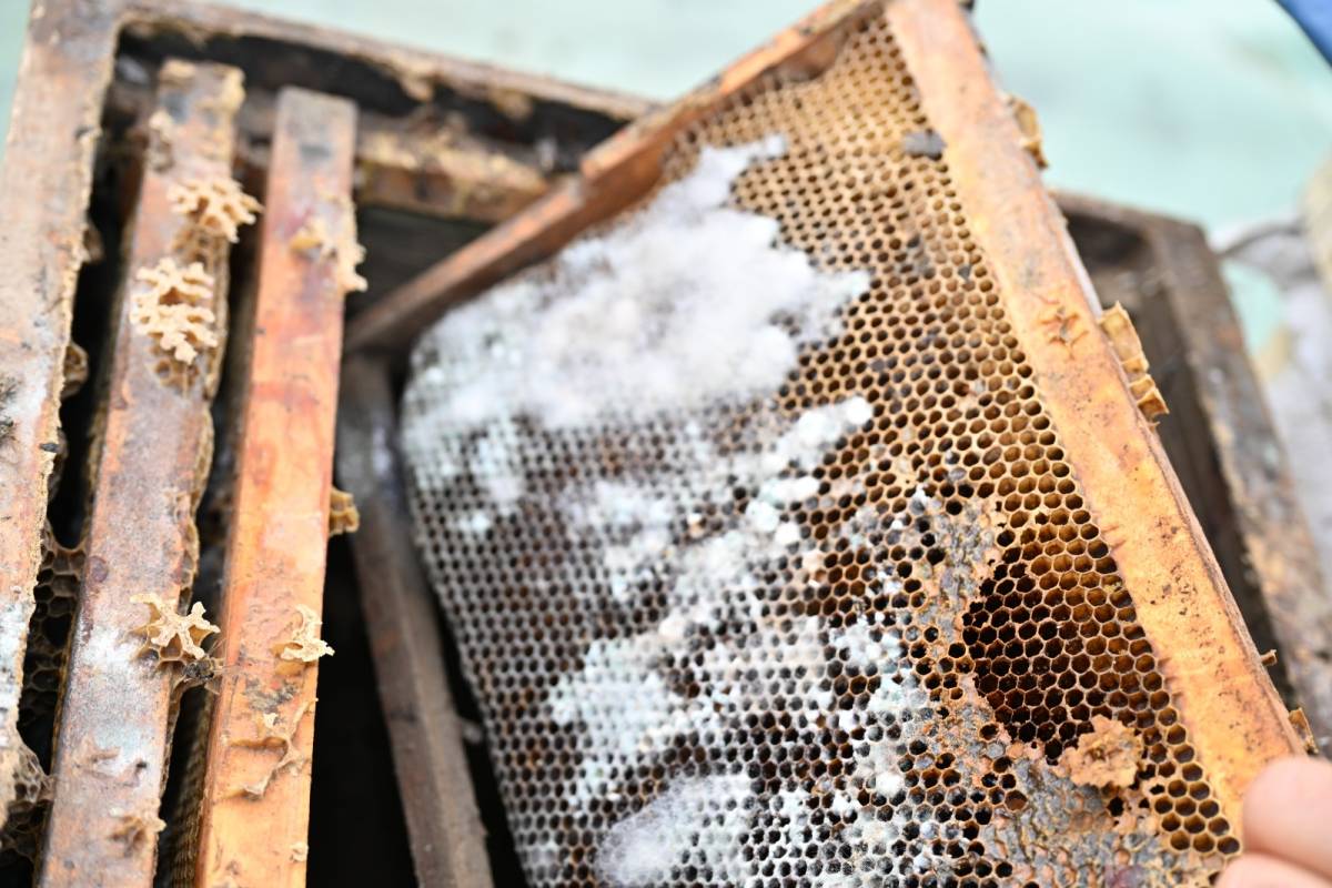 Sel Mağduru Arıcıya 20 Kovan Desteği