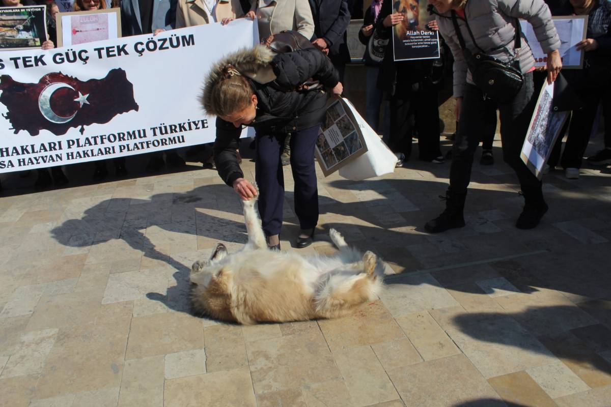 Manisa’da Hayvan Hakları İçin Ortak Çağrı: “Toplamayı Durdur, Yaşatmayı Seç”