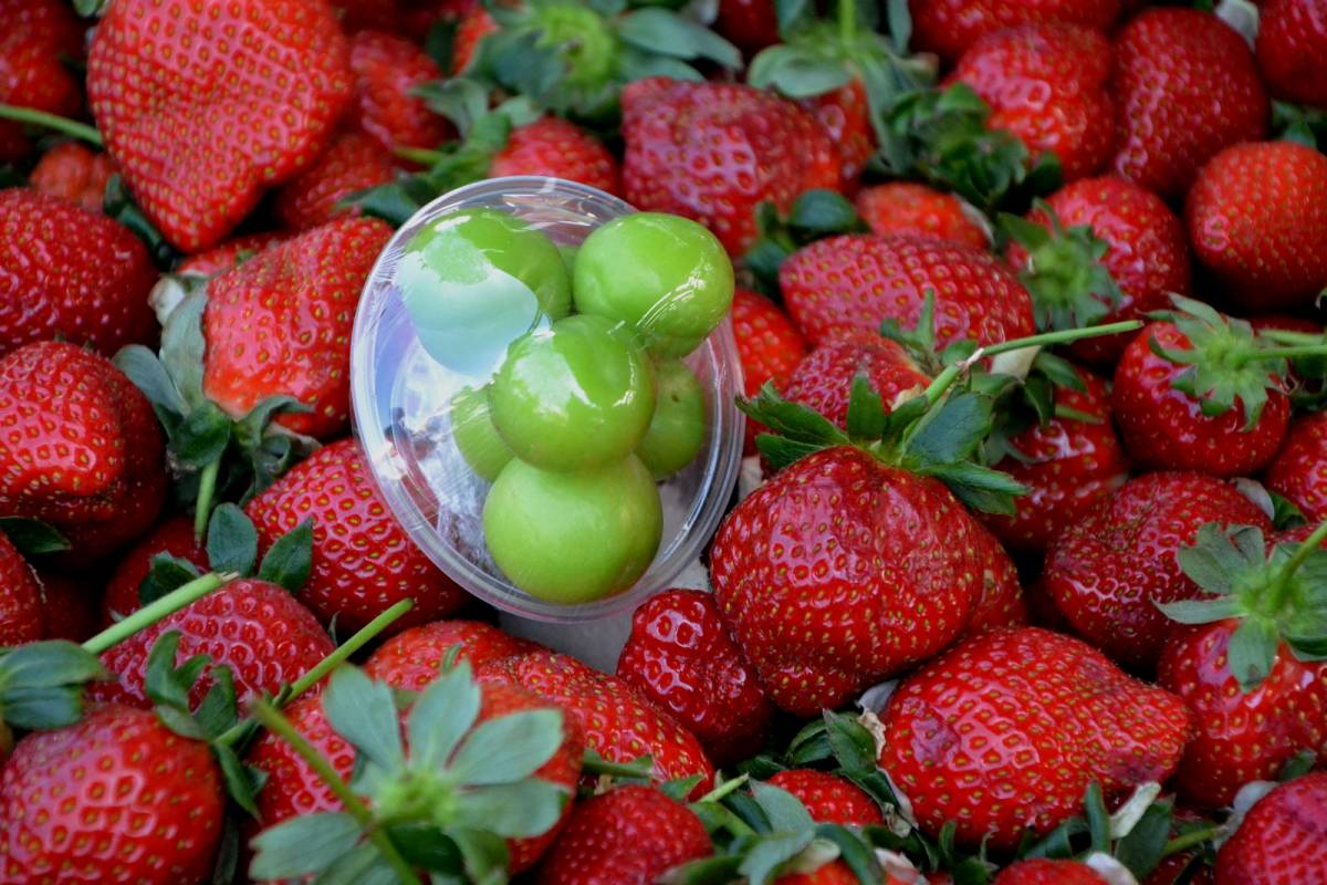 Manisa’da İlk Erik Tezgâhta: Fiyatı Cep Yakıyor