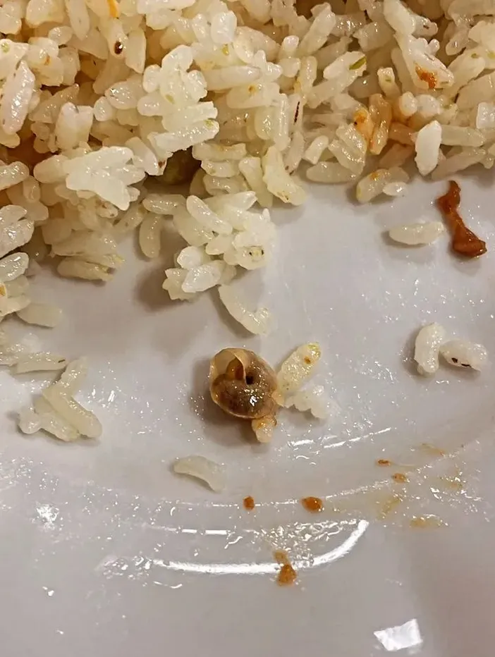 Manisa’da Skandal Görüntü: Öğrenci Yemeğinden Salyangoz Çıktı