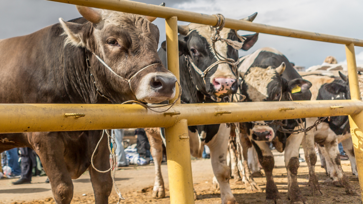 Manisa’da Kurbanlık Fiyatları El Yakıyor