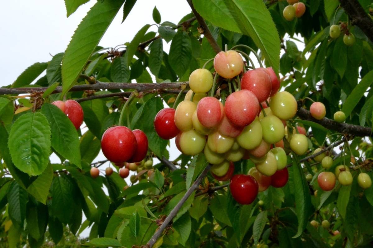 Manisa’da Kiraz Sezonu Açıldı