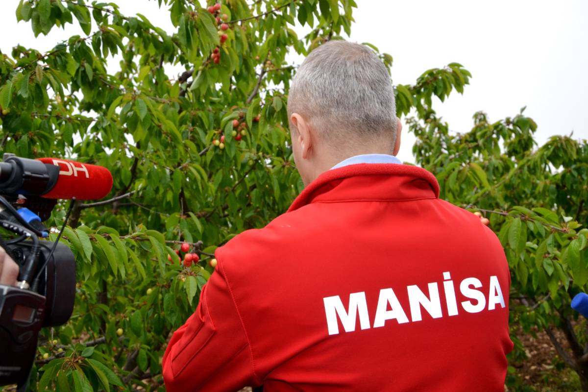 Manisa’da Kiraz Sezonu Açıldı