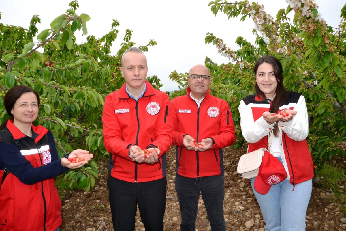 Manisa’da Kiraz Sezonu Açıldı