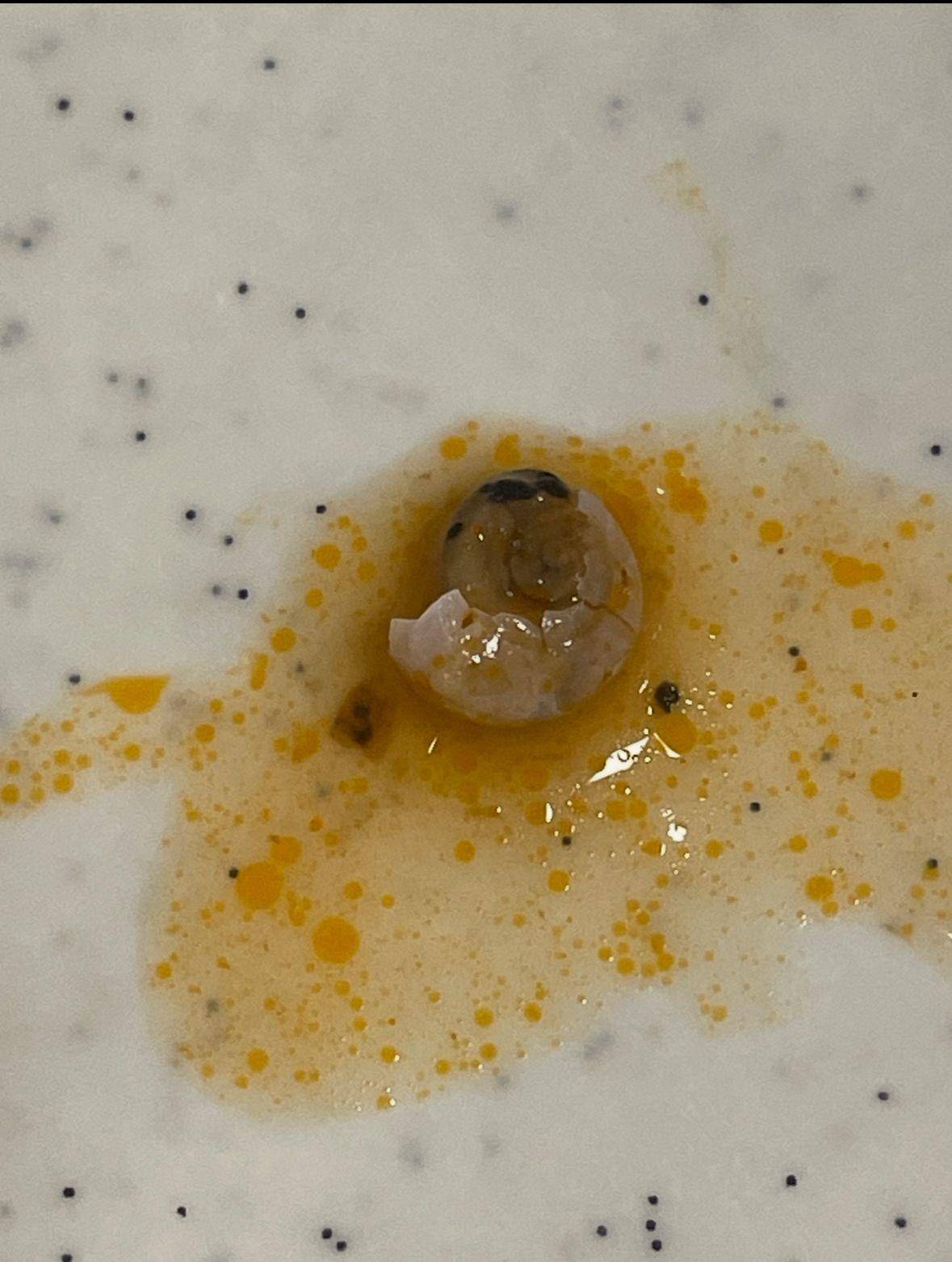 Kız öğrencilerden KYK Yurdu'ndaki yemeklere tepki