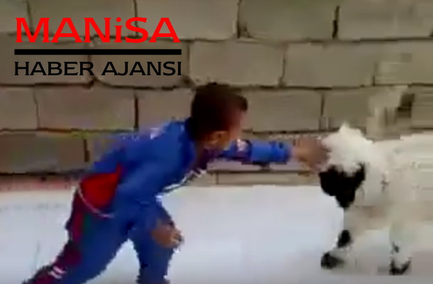 küçük çocukğun koyunla imtihanı